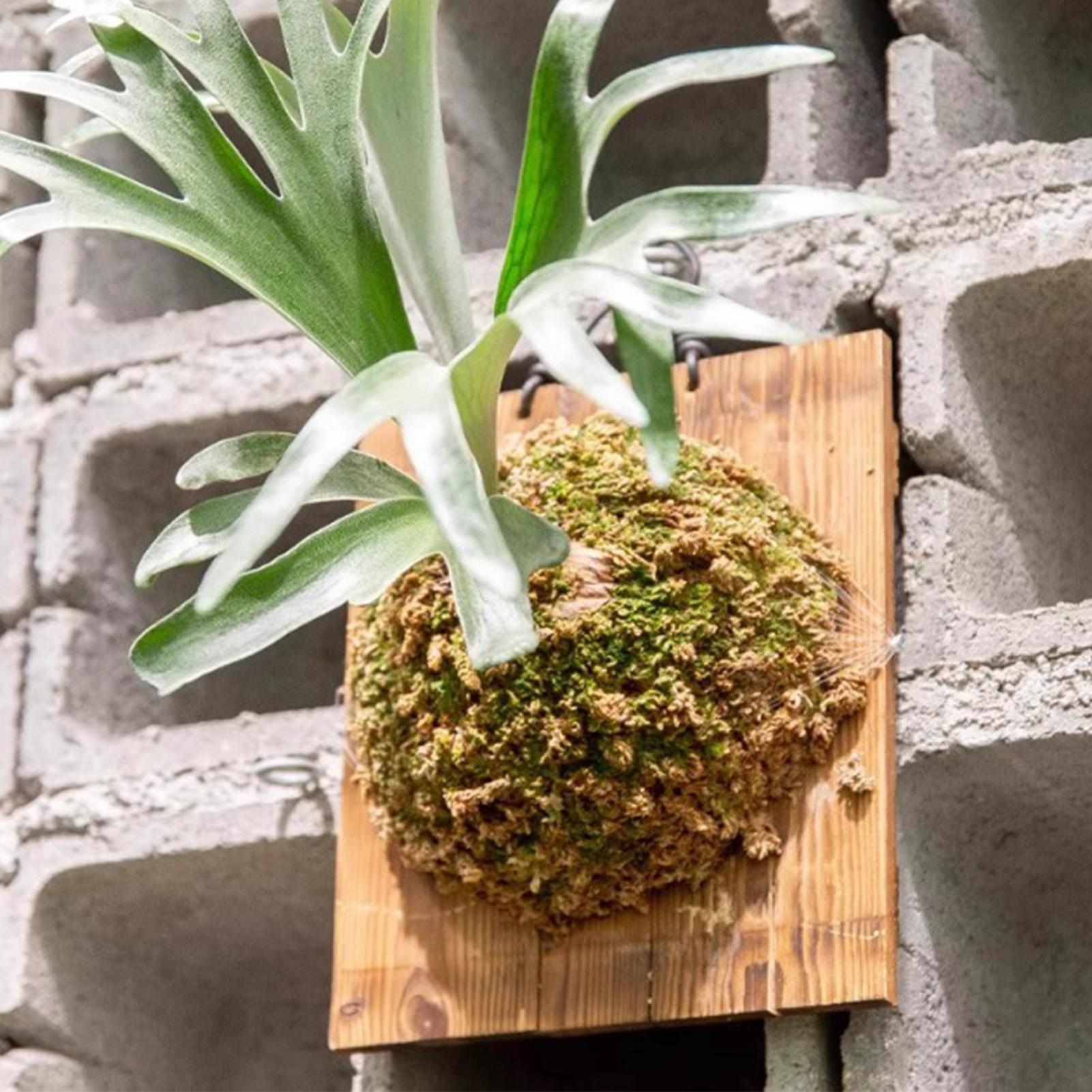 Vertical Wall Planter - 1Pcs Indoor Wood Staghorn Fern Hanging