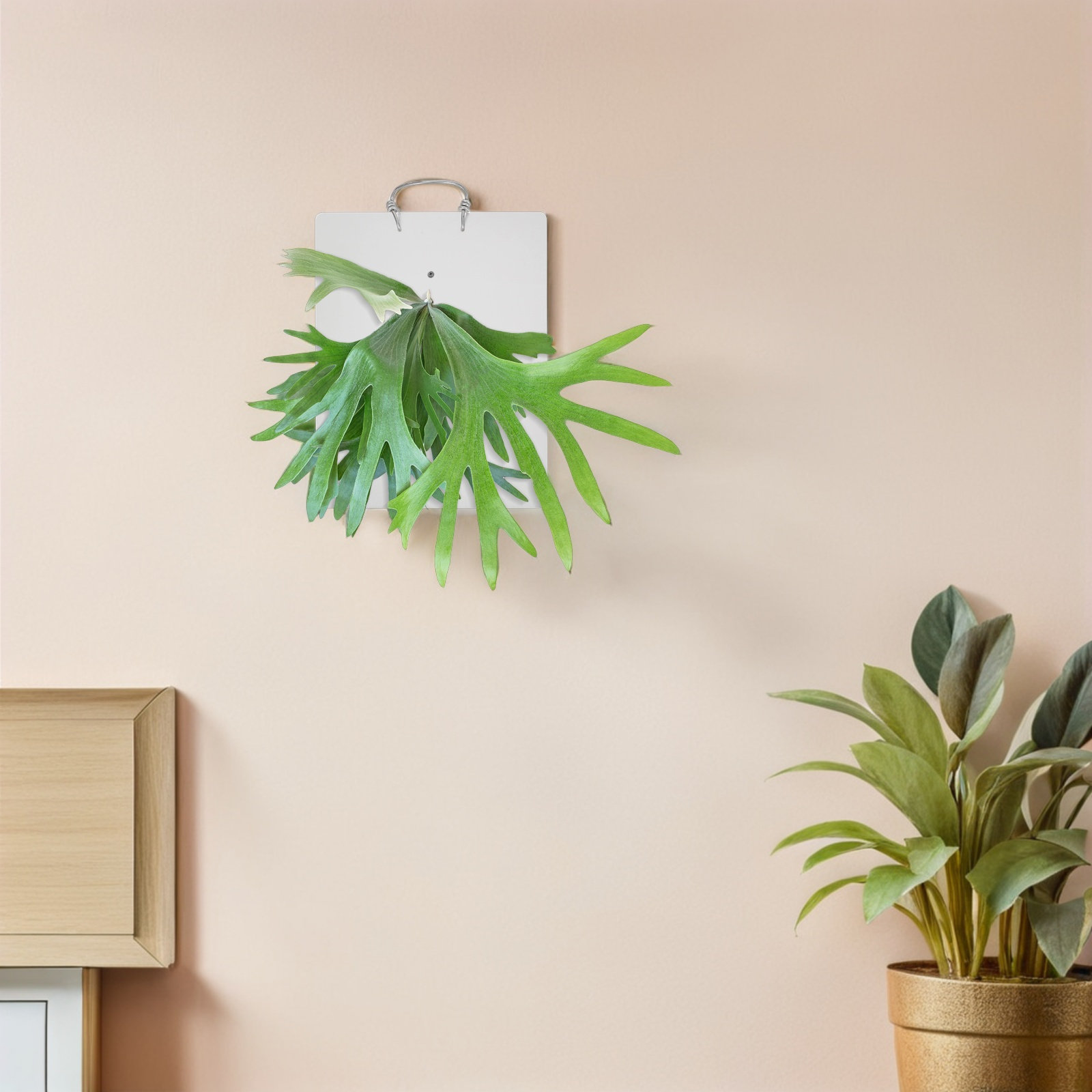 Acrylic Fern Mounting Board 9. - đánh giá và giá Vertical Wall Planter