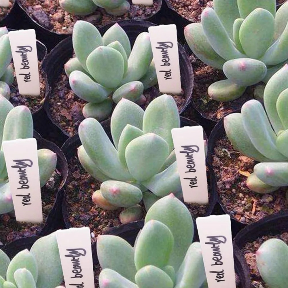 100PCS Garden Plant Labels Pla - đánh giá và giá Gardening Tools Labeled