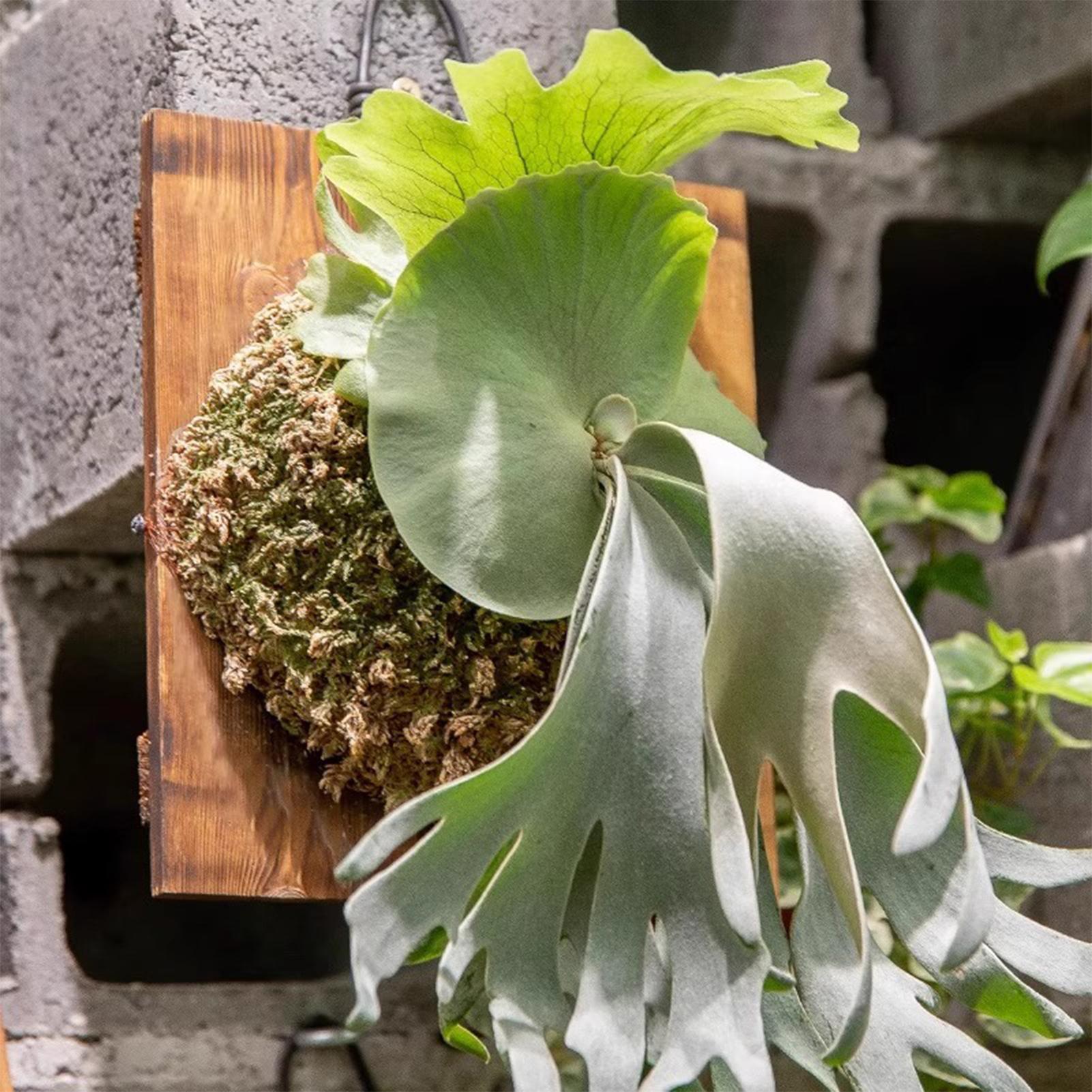 1Pcs Indoor Wood Staghorn Fern - đánh giá và giá Vertical Wall Planter
