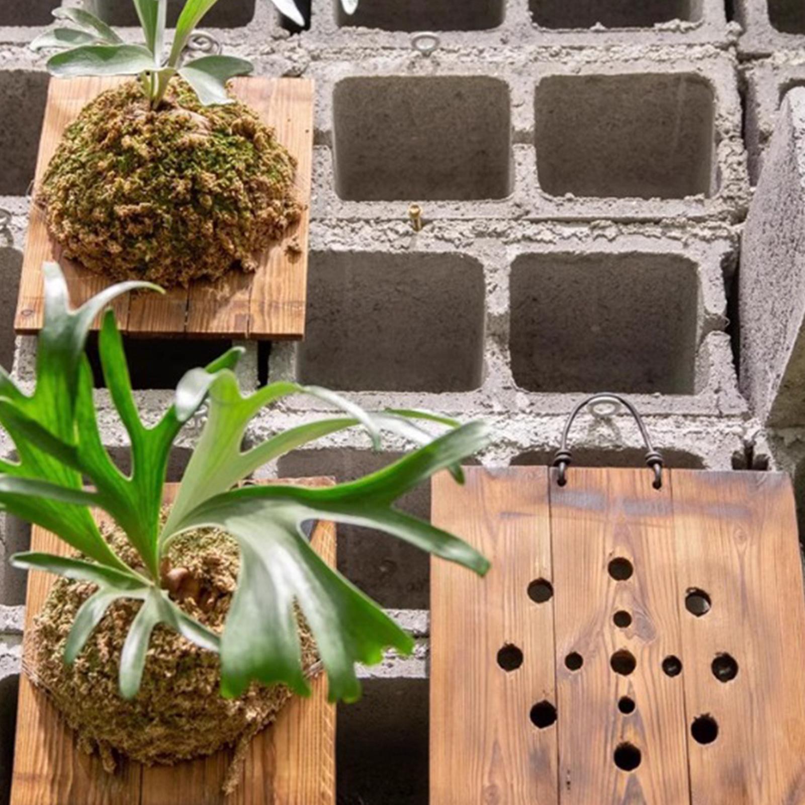 1Pcs Indoor Wood Staghorn Fern - đánh giá và giá Vertical Wall Planter