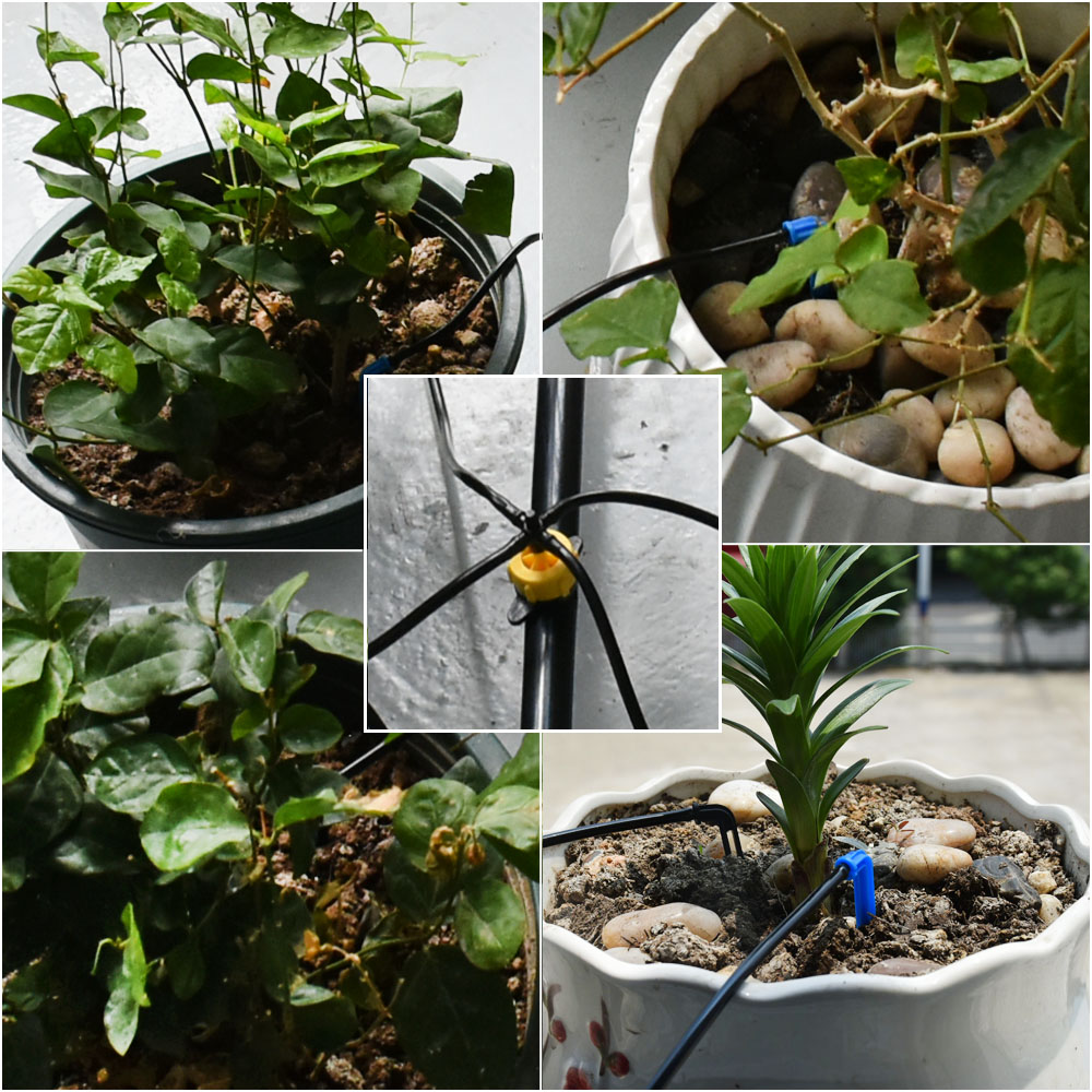 Nhà Kính Trồng Chậu Cong Mũi T - đánh giá và giá Root Watering Spike