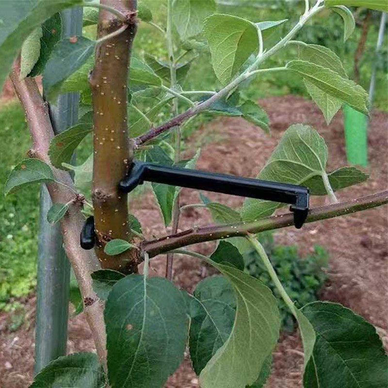 Fruit Tree Branch Puller Plant - đánh giá và giá Root Watering Spike