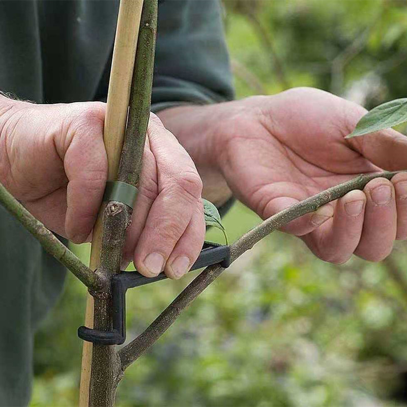 Fruit Tree Branch Puller Plant - đánh giá và giá Root Watering Spike